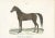 Antique print titled 'Persischer Hengst. Etalon Perse'. Old horse print of a Persian stallion. This print originates from...