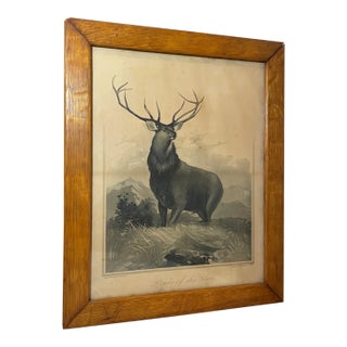 Rare Antique 1894 Wand and Noble Pride of the Glen Moose Elk Engraving Print Art For Sale