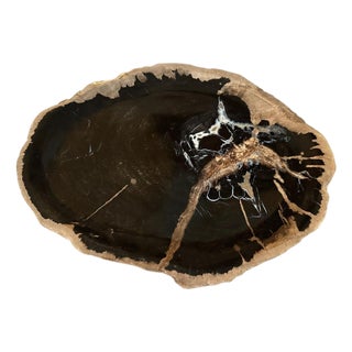 Andrianna Shamaris Petrified Wood Shallow Dish For Sale