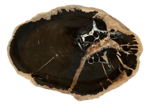 Andrianna Shamaris Petrified Wood Shallow Dish