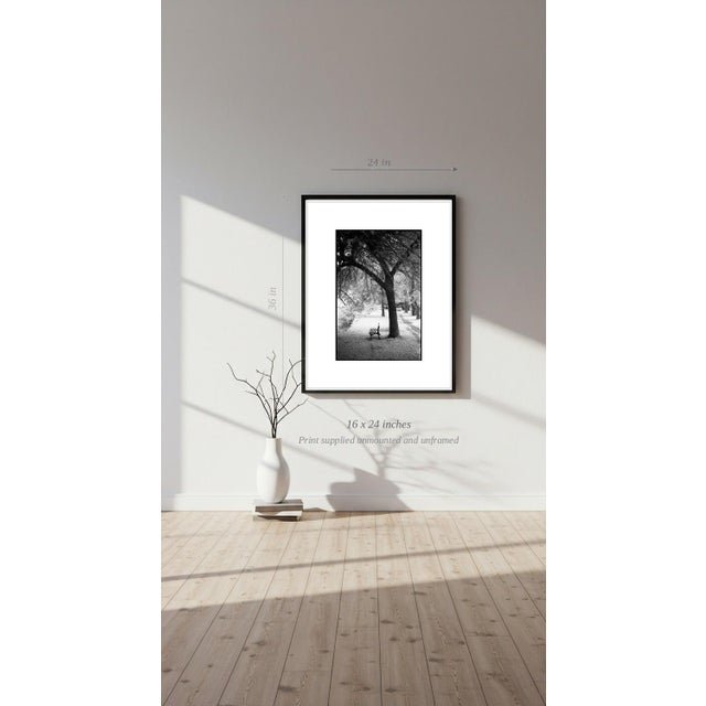 Paul Cooklin, Trees, Ardennes, Edition of 50 For Sale - Image 6 of 7