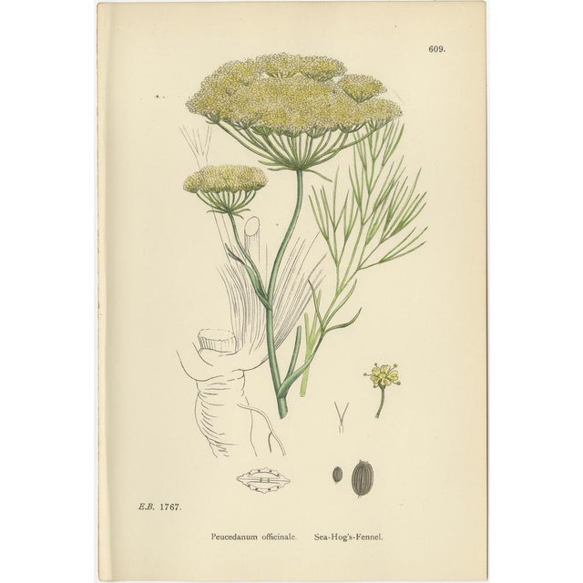 Sowerby, Herbs with Soft Green Palette, 1902, Prints, Set of 4 For Sale - Image 9 of 10