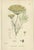 Sowerby, Herbs with Soft Green Palette, 1902, Prints, Set of 4 For Sale - Image 9 of 10