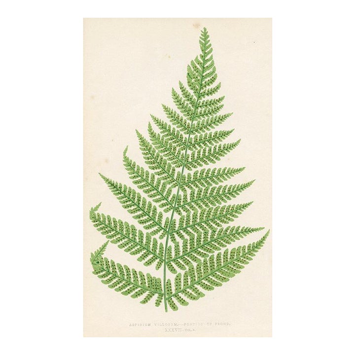 1870s, Hairy Shield Fern Print, Original Antique Fern Print, Color ...