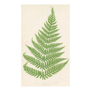 1870s, Hairy Shield Fern Print, Original Antique Fern Print, Color Engraving, England
