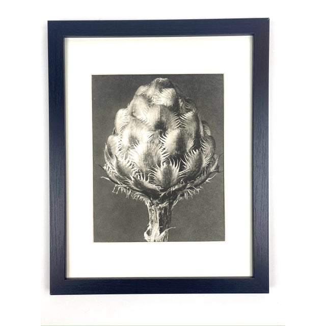 1940s 1940s Framed Botanical Blossfeldt Print - No. 33 For Sale - Image 5 of 5