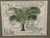 Set of 4 Framed Green Botanical Palm Prints on Antique Maps – Ralph Lauren Style For Sale - Image 9 of 14