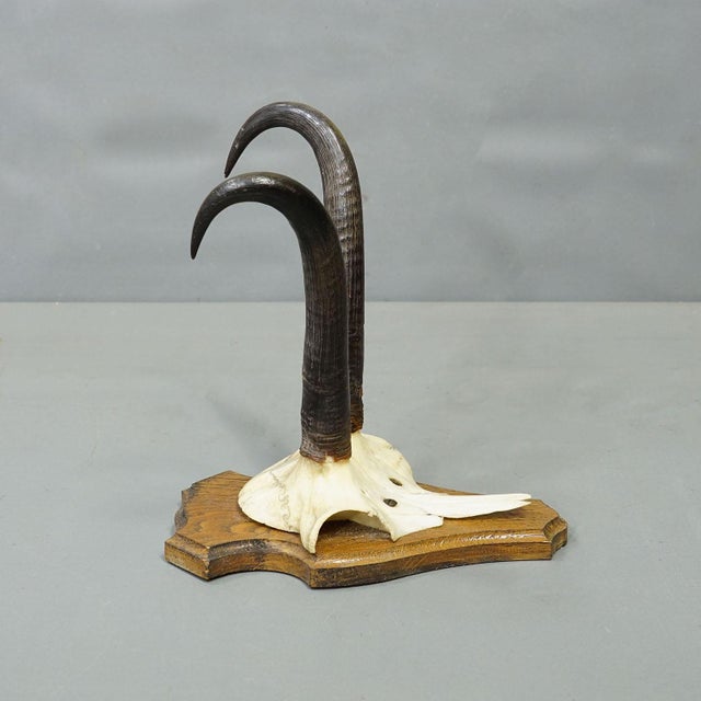 Vintage Set of Six Chamois Trophies on Shaped Plaques, Germany ca. 1960s A collection of six vintage chamois (Rupicapra...