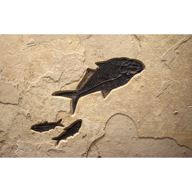 Contemporary Fossil Fish Mural 4004gm From the Green River Formation, Wyoming For Sale - Image 3 of 5