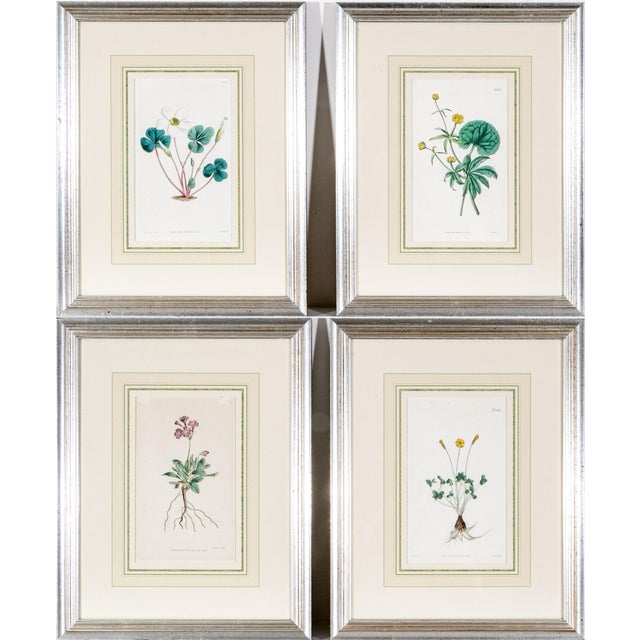 Antique Framed Botanical Prints of Flower Specimens by Samuel Curtis (Walworth Surrey, England - 19th Century) - Set of 4 For Sale - Image 12 of 12