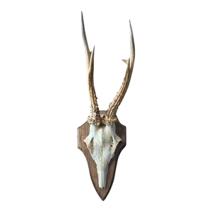 1970s Roe Deer Trophy Rd66 Black Forest Antlers