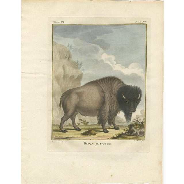After Jacques de Sève, Bison Portrait, Hand-Coloured Print, 1769 For Sale - Image 9 of 10