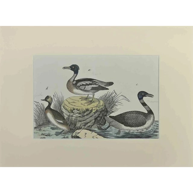 Johann Friedrich Naumann, Ducks, Etching, 1840 For Sale