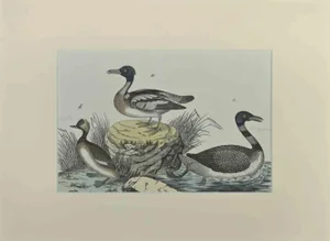 Johann Friedrich Naumann, Ducks, Etching, 1840