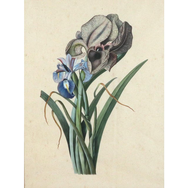 Two irises, three hundred years old, and still the most alive thing in the room. This is a mid-eighteenth-century...