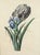 Two irises, three hundred years old, and still the most alive thing in the room. This is a mid-eighteenth-century...