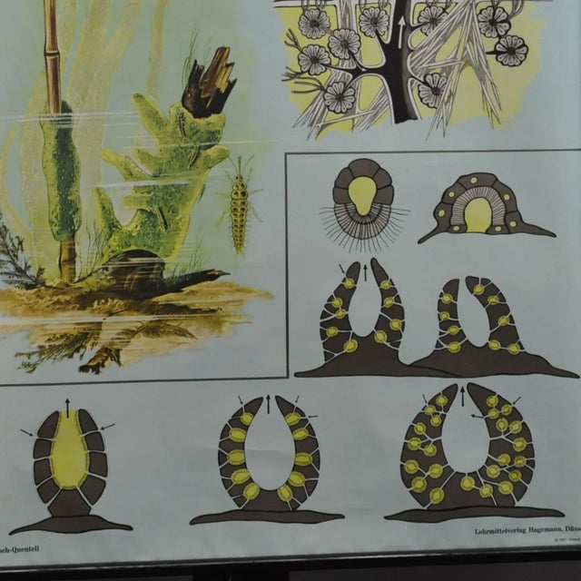 Vintage Spongillidae Pull-Down Wall Chart Poster by Jung Koch Quentell For Sale - Image 3 of 5