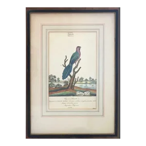 18th Century George III Ink & Watercolor Painting of a Pompadour Platycercus Bird by William Goodall, Framed