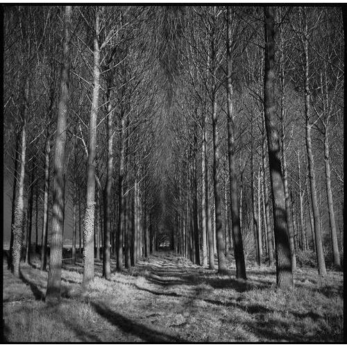 Paul Cooklin, Wickham Skeith VII, Edition of 50 For Sale - Image 4 of 4