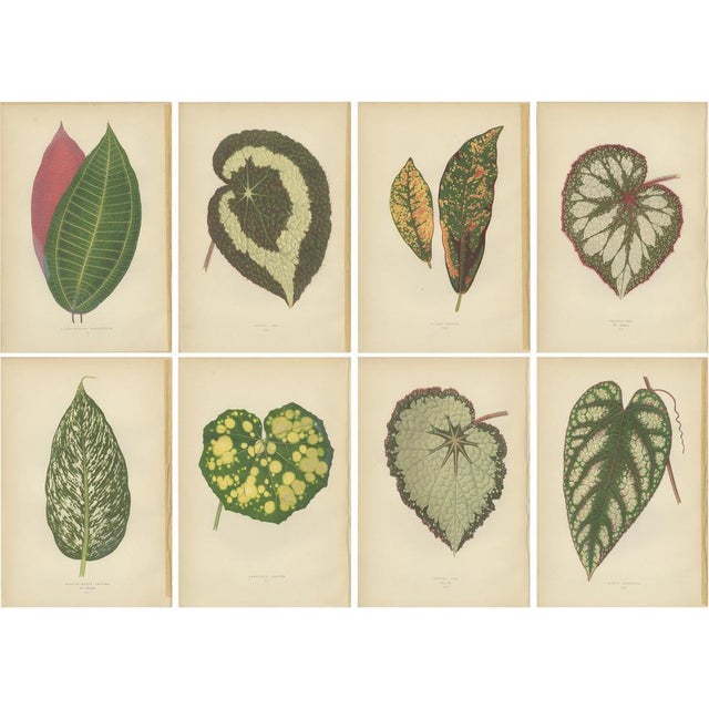 E.J. Lowe and W. Howard, Botanical Prints, 1891, Paper, Set of 8 For Sale - Image 10 of 10
