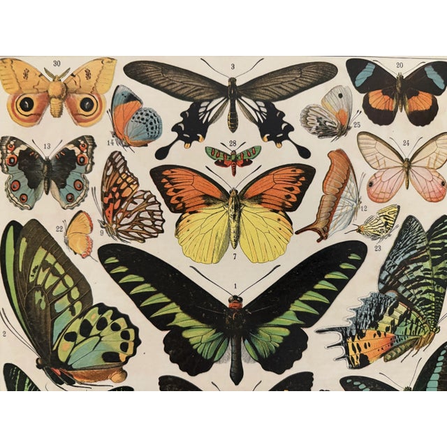 Color illustrated plate on exotic butterflies, taken from an old encyclopedia from the 20th century. Signed by Adolphe...