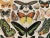 Color illustrated plate on exotic butterflies, taken from an old encyclopedia from the 20th century. Signed by Adolphe...