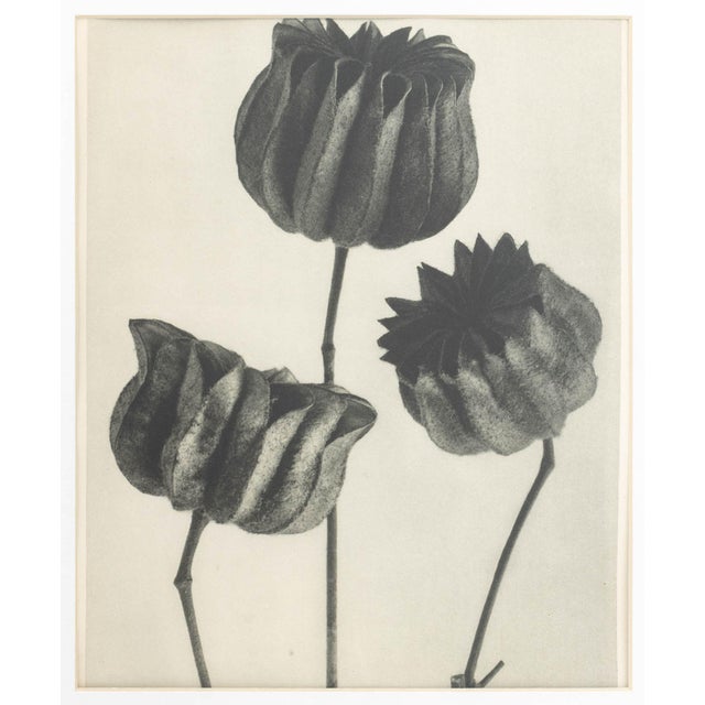 Photography Karl Bossfeldt Urformen Der Kunst Photogravures, 9 For Sale - Image 7 of 16
