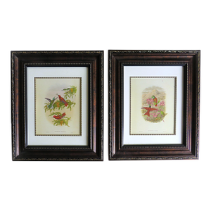 Pair of John Gould Humming Bird Lithographs Prints 1st Edition Framed