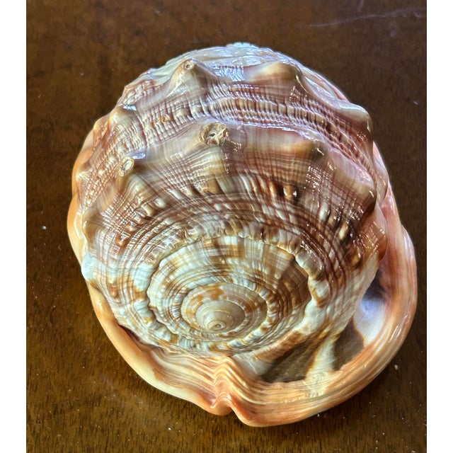 Vintage Italian hand carved scene of ruins in Pompei on a natural conch sea shell. Two ruins and the word Pompeii...