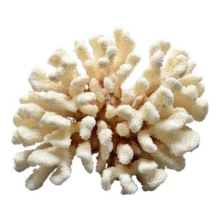 Vintage White Cauliflower Coral Specimen (Pocillopora Verrucosa) For Sale