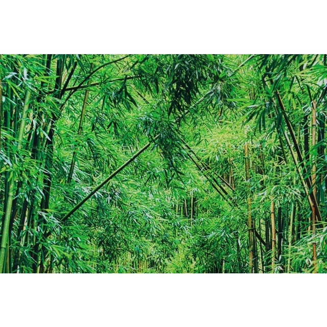 Plastic Lucky Bamboo Path Photo Taken by Peter Lik in Maui Hawaii, Green Bamboo, Framed For Sale - Image 7 of 18