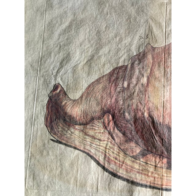 Late 18th Century Authentic Set of Two 18th Century Hand Painted Engravings of Mollusks. For Sale - Image 5 of 9