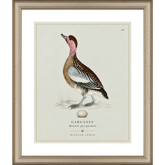 William Lewin 1789 Waterbirds Fine Art Gallery Board Print - The Garganey For Sale - Image 4 of 13