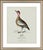William Lewin 1789 Waterbirds Fine Art Gallery Board Print - The Garganey For Sale - Image 4 of 13