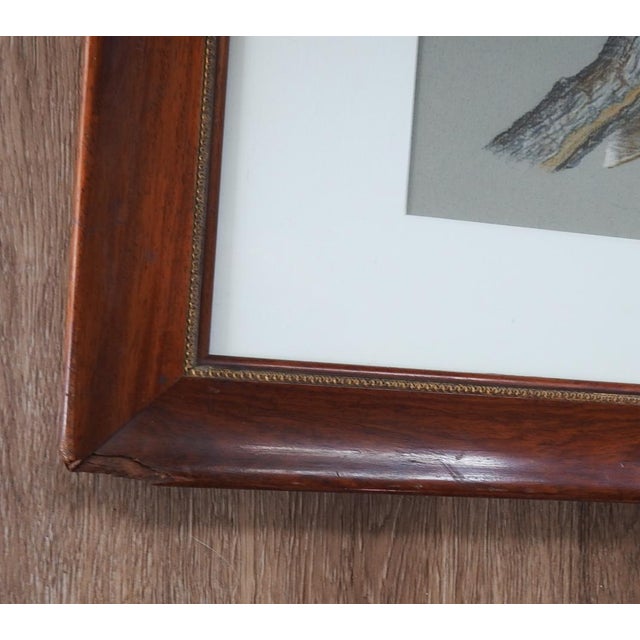 Late 20th Century Porter Family Hawk Pastel Drawing For Sale - Image 4 of 7