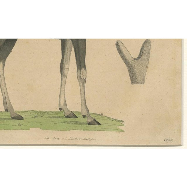 Paper C. Schach, Moose / Eurasian Elk & Antler Anatomy, 1845, Lithograph For Sale - Image 7 of 9