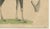 Paper C. Schach, Moose / Eurasian Elk & Antler Anatomy, 1845, Lithograph For Sale - Image 7 of 9