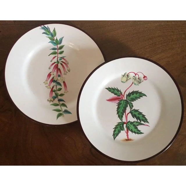 Pair antique English creamware plates decorated with hand painted flower specimens within a brown border at the rim. Each...