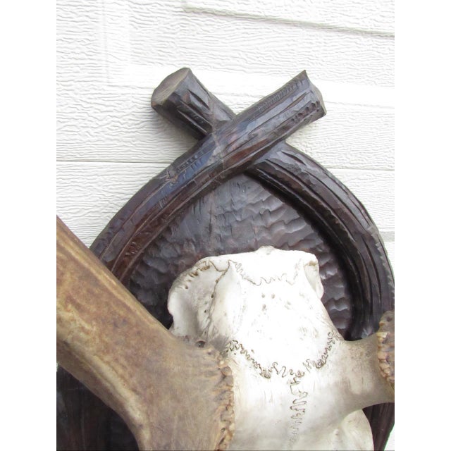 Vintage Black Forest Mounted Deer Antlers For Sale - Image 13 of 16