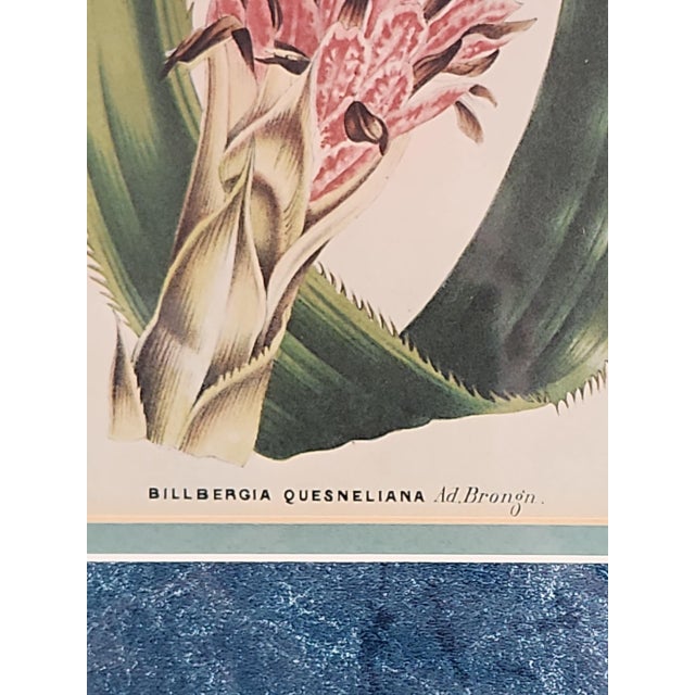 Late 19th Century Walter Hood Fitch and Louis Van Houte 19th Century Botanical Print For Sale - Image 5 of 9