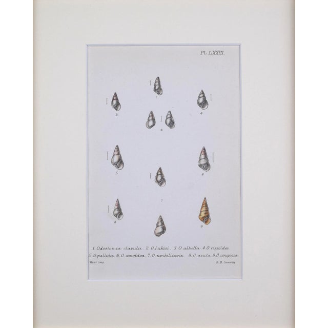 Antique hand colored lithograph published 1869 in London from "British Conchology, or an Account of The Mollusca" by John...