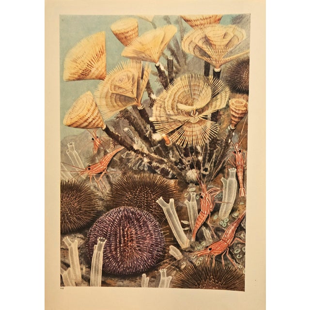 Realism 1945 Set of 3 Sea/Ocean Life Vintage Prints For Sale - Image 3 of 4