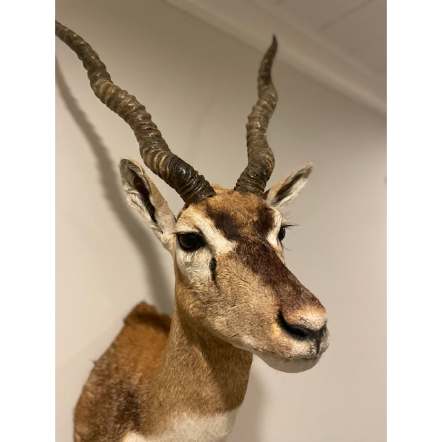 Vintage African Gazelle Shoulder Mount Taxidermy With Horns For Sale - Image 10 of 12