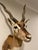 Vintage African Gazelle Shoulder Mount Taxidermy With Horns For Sale - Image 10 of 12