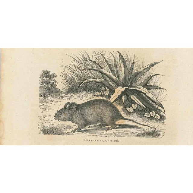 The Mouse is an original lithograph on ivory-colored paper, realized by Paul Gervais (1816-1879). The artwork is from The...