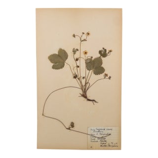 Vintage Swedish Herbarium - Strawberry, Circa 1933 For Sale