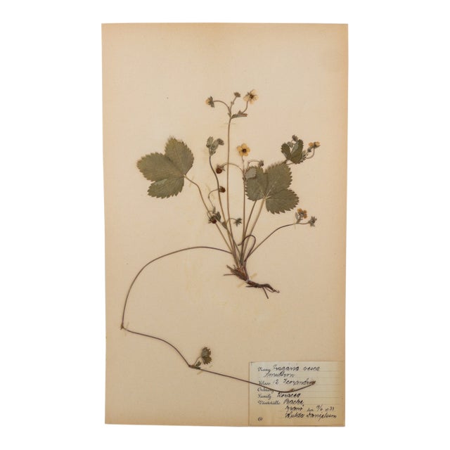 Vintage Swedish Herbarium - Strawberry, Circa 1933 For Sale