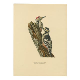 Swedish White-Backed Woodpecker on Woodland Trunk with Bird Print, 1929 For Sale