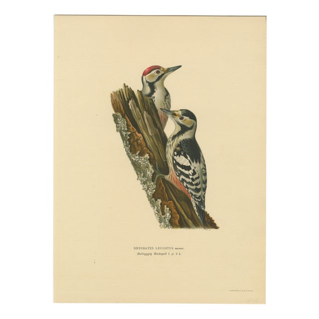 Swedish White-Backed Woodpecker on Woodland Trunk with Bird Print, 1929 For Sale