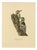 Swedish White-Backed Woodpecker on Woodland Trunk with Bird Print, 1929 For Sale